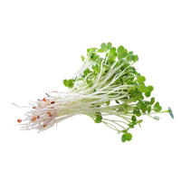 Alfalfa