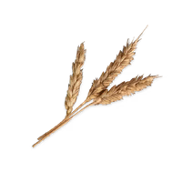 Pasto de Cebada