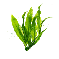 Kelp