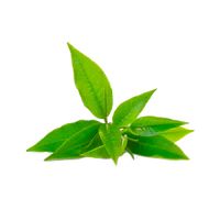 Té Verde