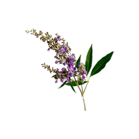 Sauzgatillo (Vitex)